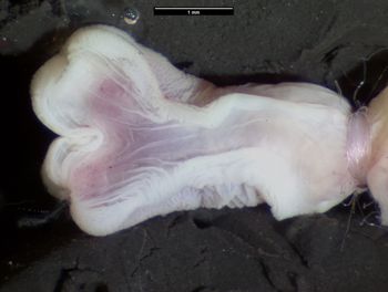 Media type: image;   Herpetology R-73179 Aspect: sulcate